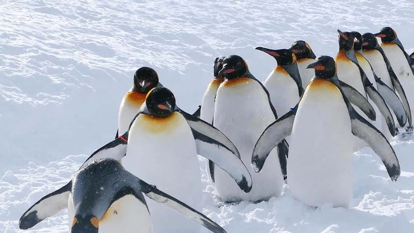 Sapporo Winter : Asahiyama Zoo (Penguin Fun & Snowmobile) - Ningle Terrace and the charm of winter crafts