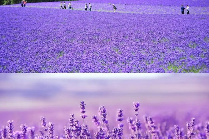 Shikisai-no-Oka and Furano Tour with buffet lunch from Sapporo - Shirogane Blue Pond: striking color, short visit