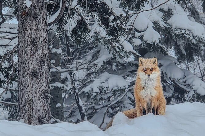 Snowshoe Adventures and Onsen Bliss Winter Escape in Furano - Snowshoeing through Daisetsuzan’s winter forest