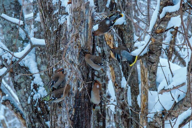 Snowshoe Adventures and Onsen Bliss Winter Escape in Furano - Who will enjoy this most?