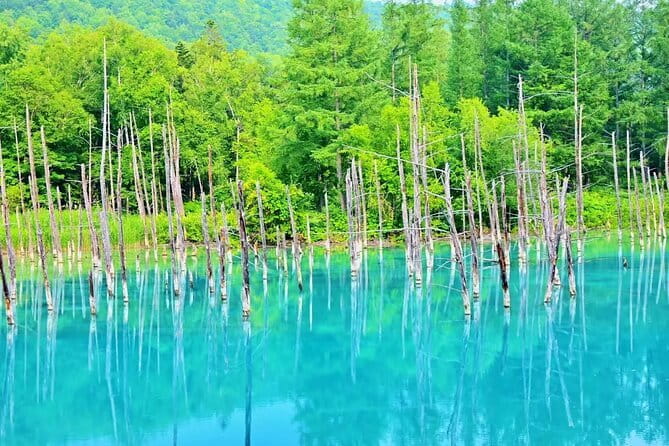 Tour in Sapporo Shrine, Fish Market and Shiroi Koibito Park - FAQ