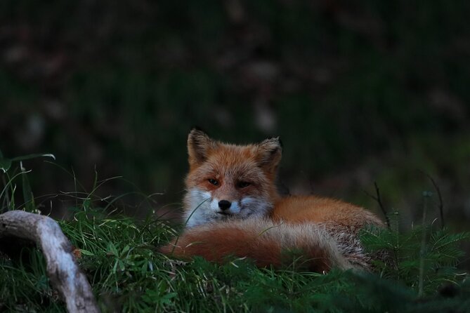 Wildlife Night Drive in Shiretoko national park - Key points to know before booking