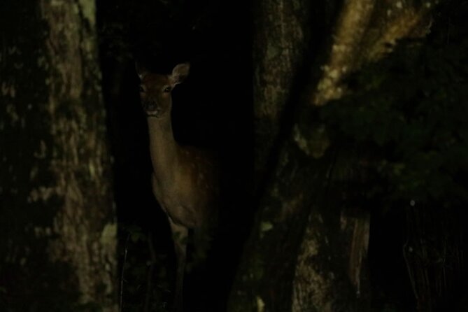 Wildlife Night Drive in Shiretoko national park - Why a night drive adds a different side of Shiretoko