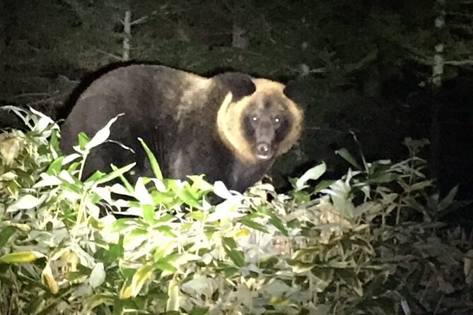Wildlife Night Drive in Shiretoko national park - The 7:30 pm wildlife talk