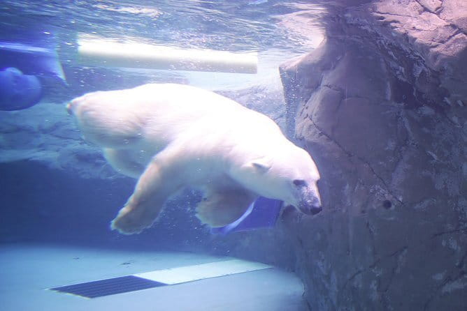 Winter Asahiyama Zoo and blue pond "Aoi-Ike" 1 Day bus tour - Why the penguin parade is worth the ride north