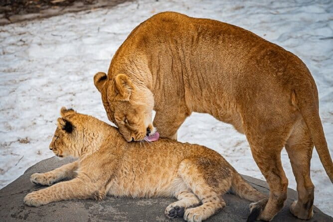 Winter Asahiyama Zoo and blue pond "Aoi-Ike" 1 Day bus tour - Making the most of your time at Asahiyama Zoo